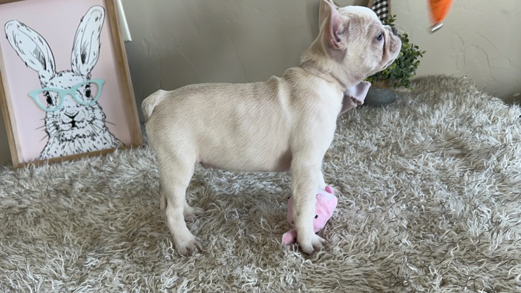 Garland | Platinum French Bulldog Male | Available on Feb 24th, 2025