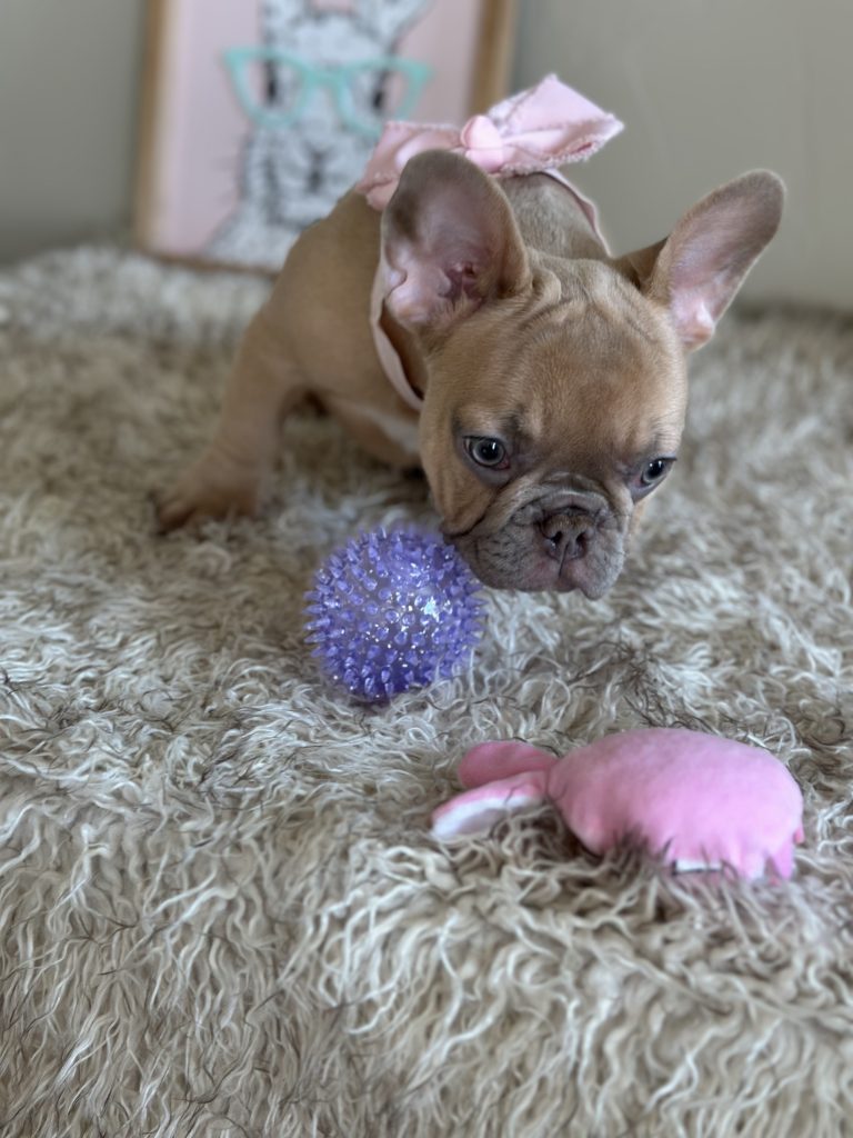 Elsa | Lilac Fawn French Bulldog Female | Available Now