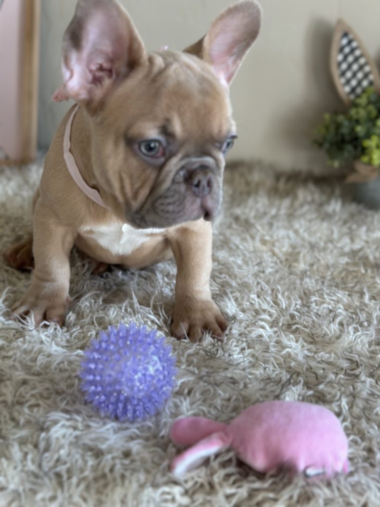 Elsa | Lilac Fawn French Bulldog Female | Available Now