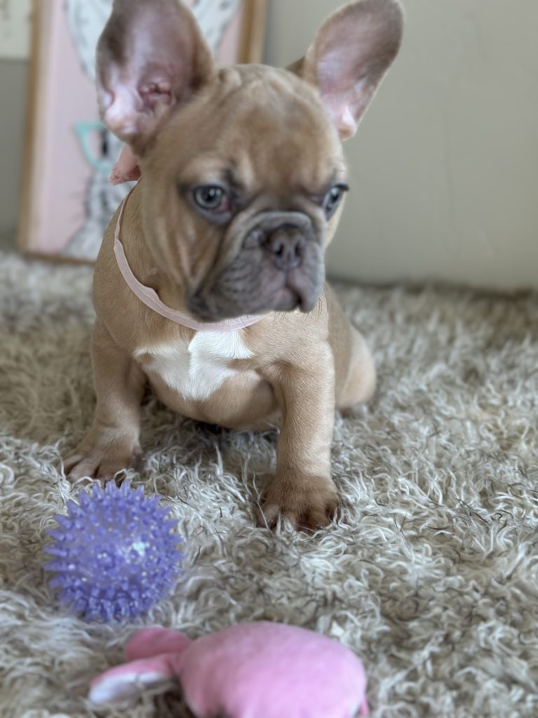 Elsa | Lilac Fawn French Bulldog Female | Available Now