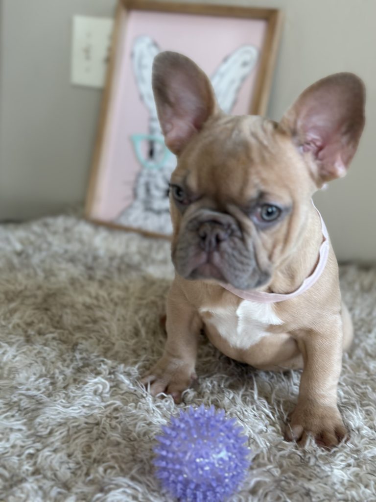 Elsa | Lilac Fawn French Bulldog Female | Available Now