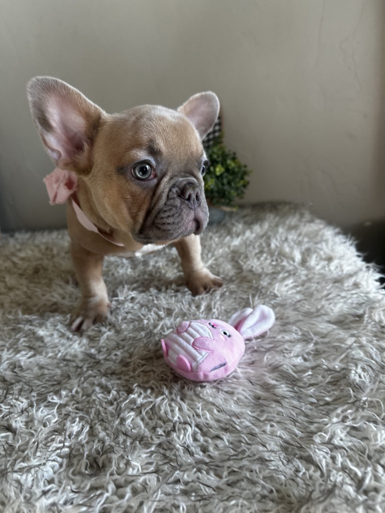 Elsa | Lilac Fawn French Bulldog Female | Available Now