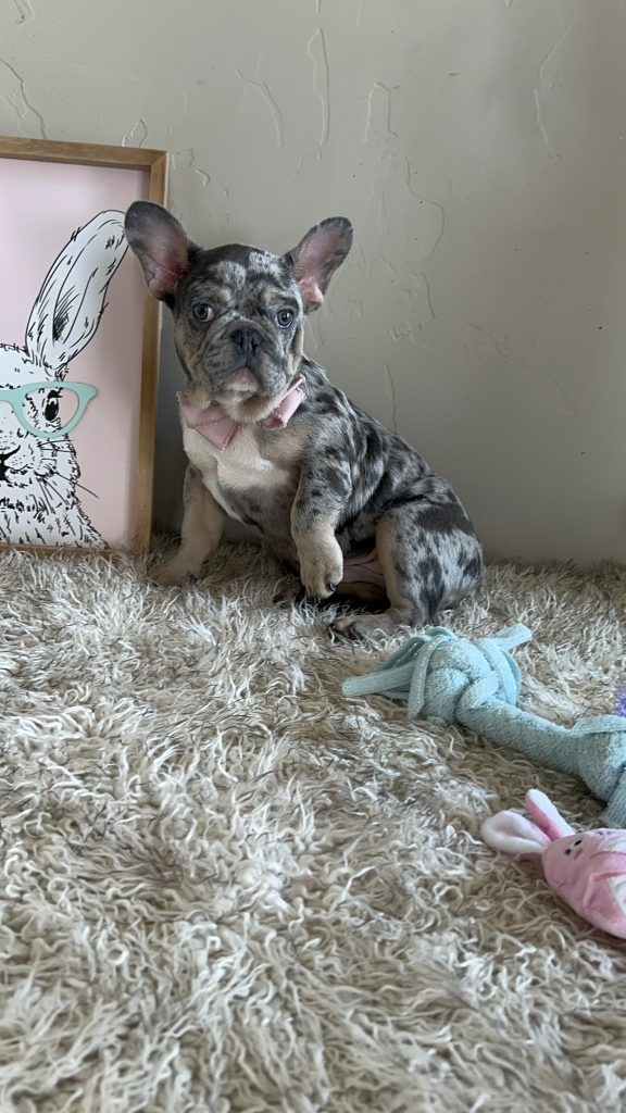 Donut | Blue Merle French Bulldog Male | The Charming