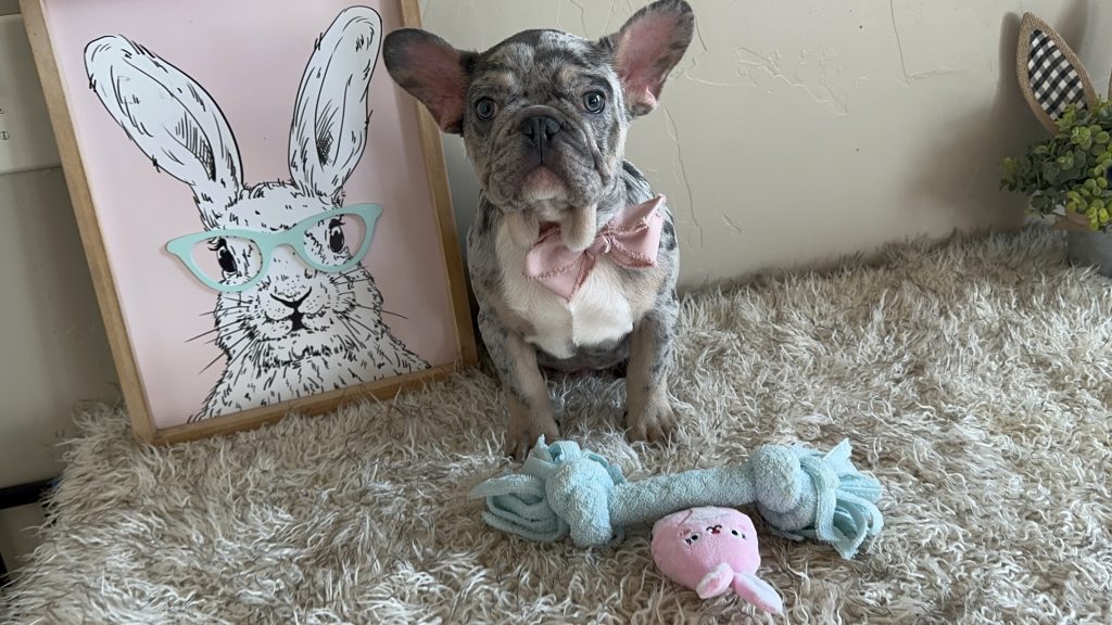 Donut | Blue Merle French Bulldog Male | The Charming