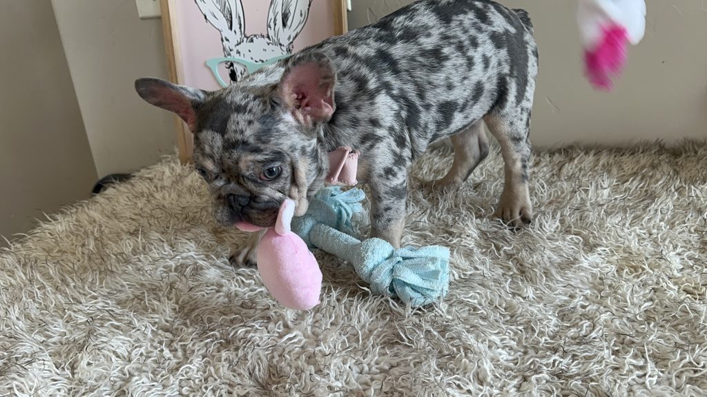 Donut | Blue Merle French Bulldog Male | The Charming