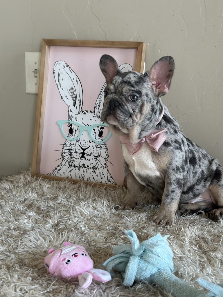 Donut | Blue Merle French Bulldog Male | The Charming