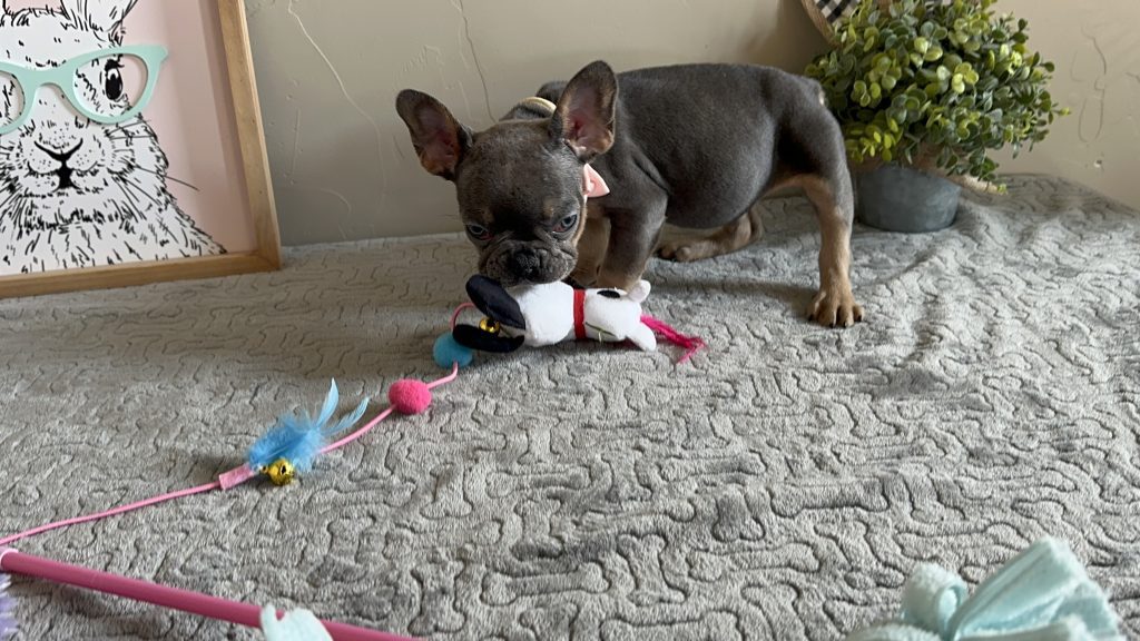 Harvey | Blue & Tan French Bulldog Male | Available on Feb 23rd, 2025
