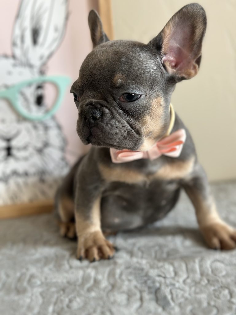 Harvey | Blue & Tan French Bulldog Male | Available on Feb 23rd, 2025