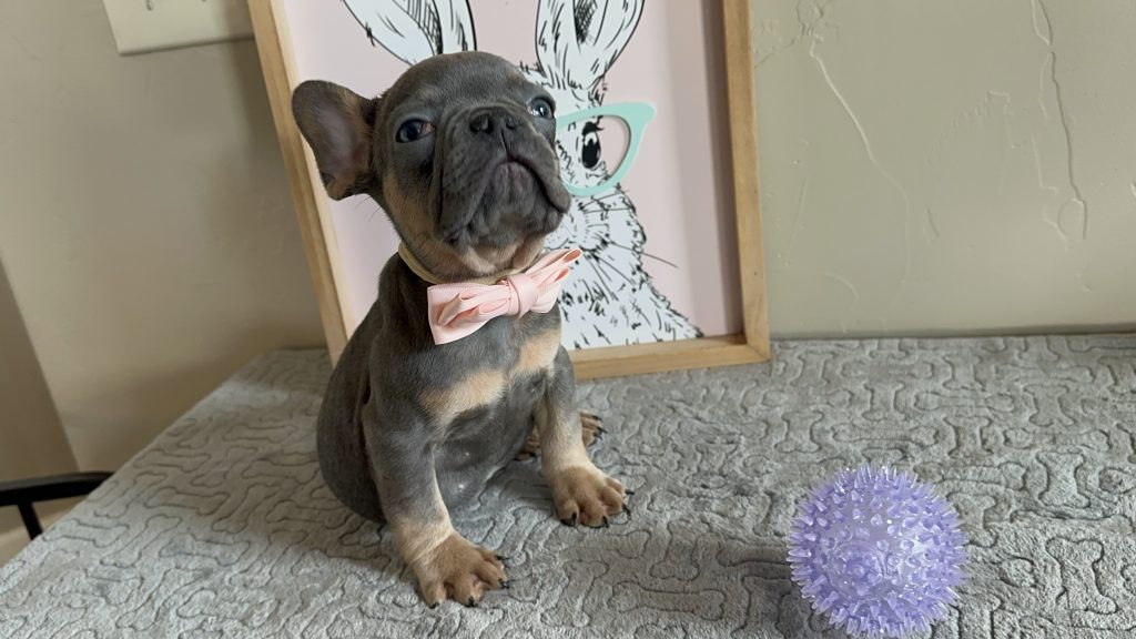 Harvey | Blue & Tan French Bulldog Male | Available on Feb 23rd, 2025