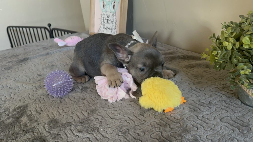 Hailey | Blue Sable French Bulldog Female | Available on Feb 23rd, 2025