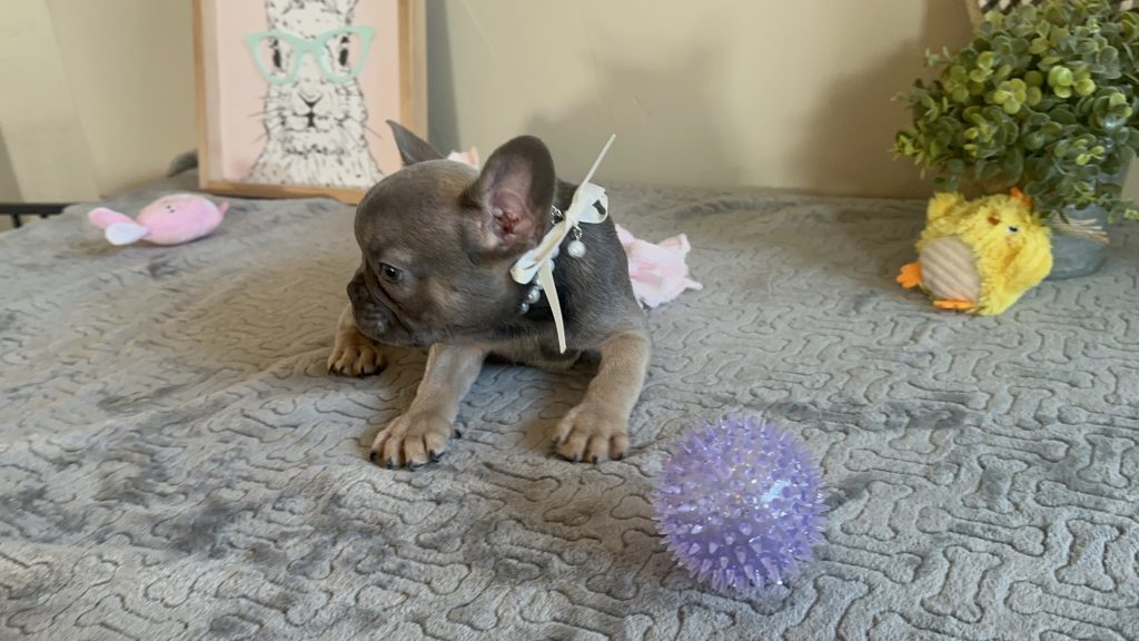 Hailey | Blue Sable French Bulldog Female | Available on Feb 23rd, 2025