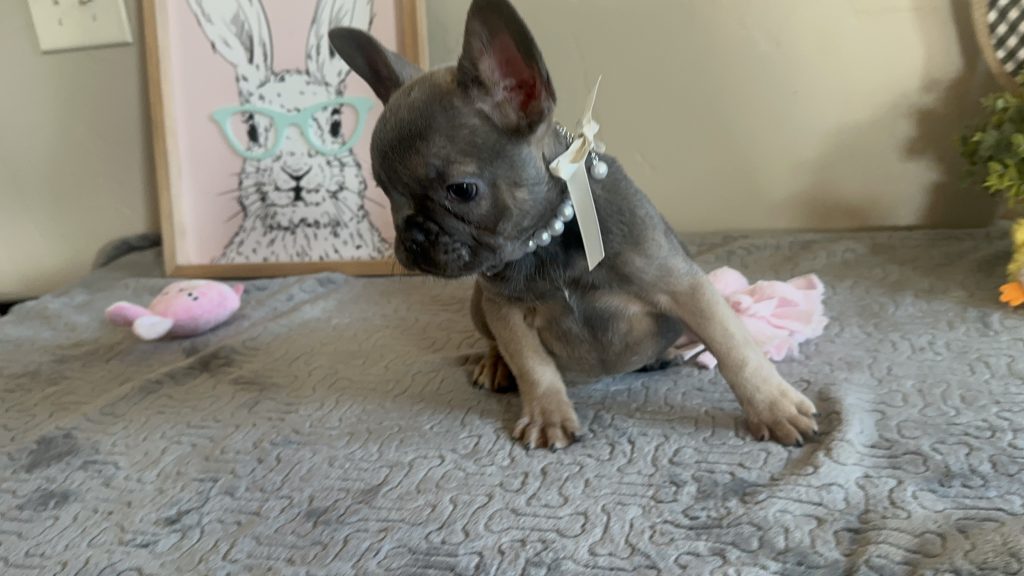 Hailey | Blue Sable French Bulldog Female | Available on Feb 23rd, 2025