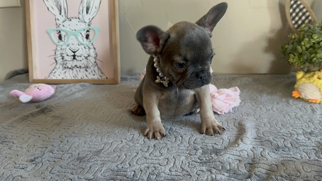 Hailey | Blue Sable French Bulldog Female | Available on Feb 23rd, 2025