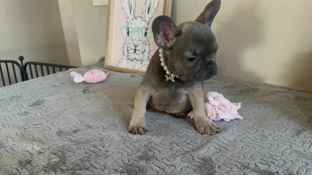 Hailey | Blue Sable French Bulldog Female | Available on Feb 23rd, 2025