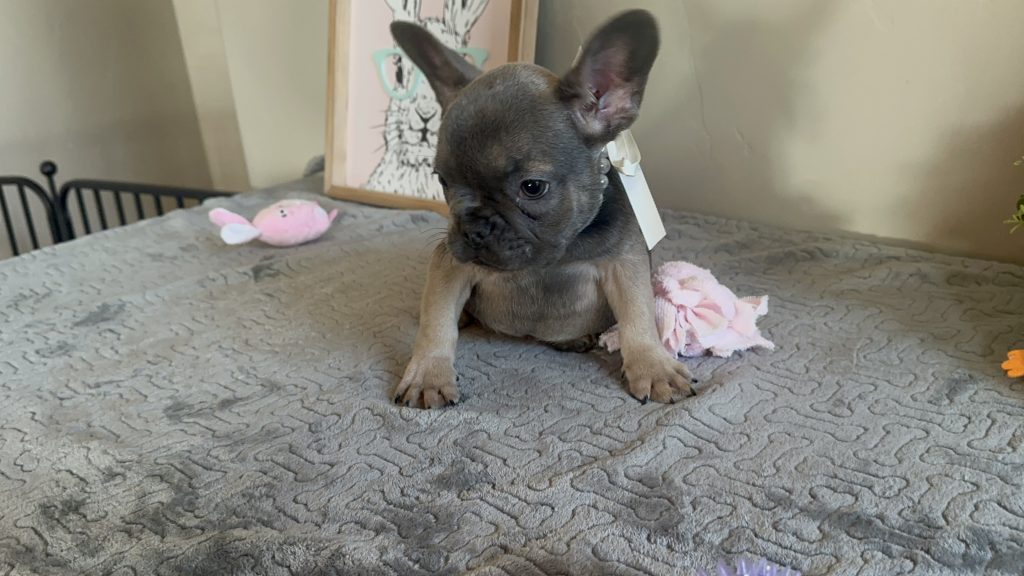 Hailey | Blue Sable French Bulldog Female | Available on Feb 23rd, 2025