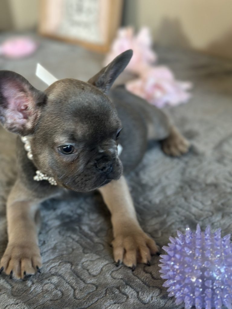 Hailey | Blue Sable French Bulldog Female | Available on Feb 23rd, 2025