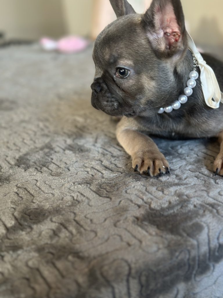 Hailey | Blue Sable French Bulldog Female | Available on Feb 23rd, 2025