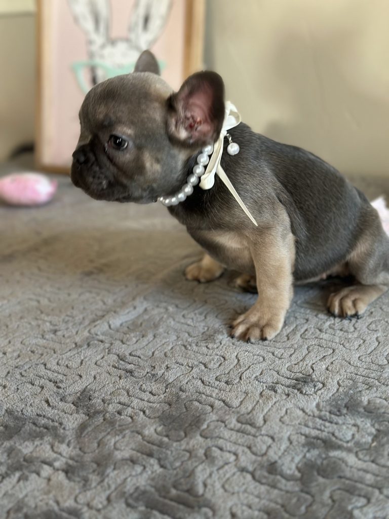Hailey | Blue Sable French Bulldog Female | Available on Feb 23rd, 2025