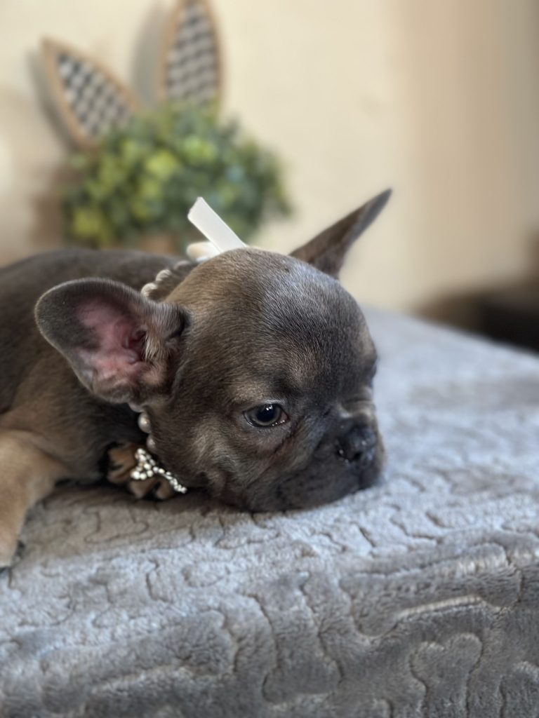 Hailey | Blue Sable French Bulldog Female | Available on Feb 23rd, 2025