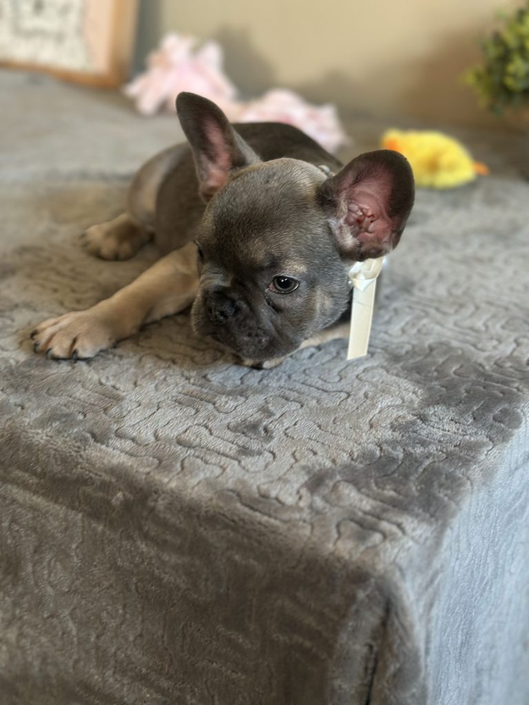 Hailey | Blue Sable French Bulldog Female | Available on Feb 23rd, 2025