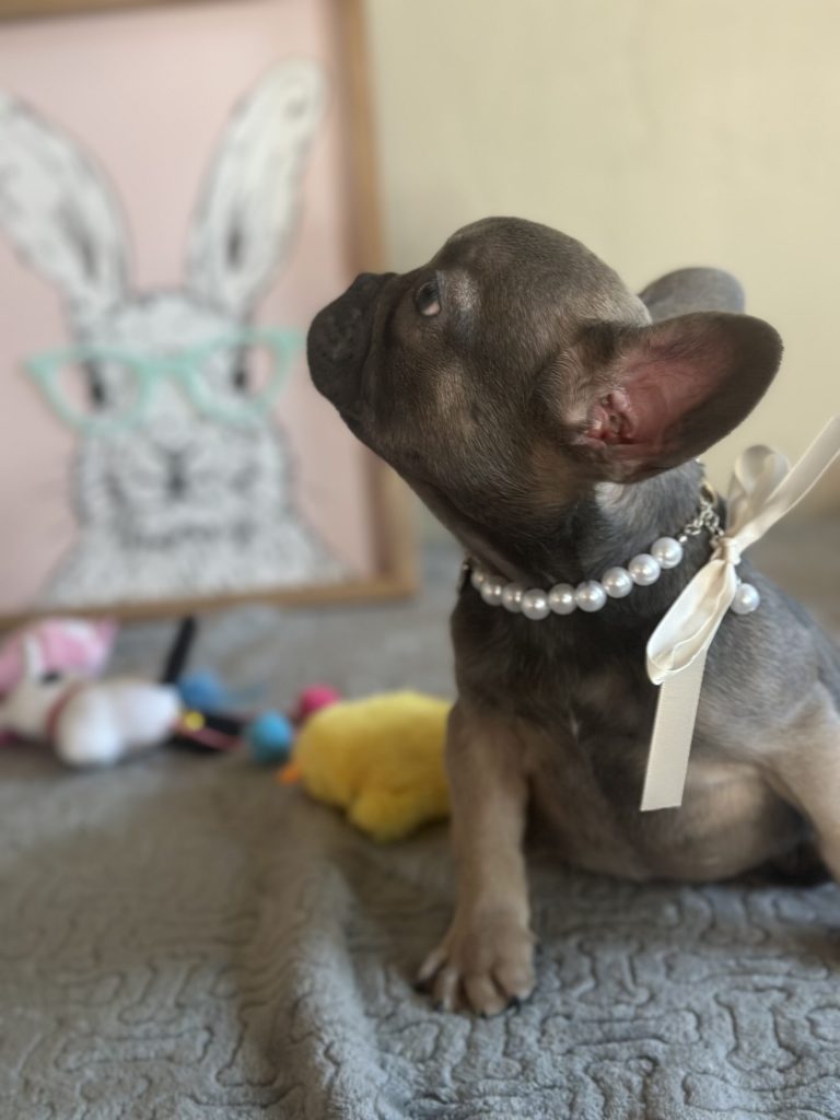 Hailey | Blue Sable French Bulldog Female | Available on Feb 23rd, 2025