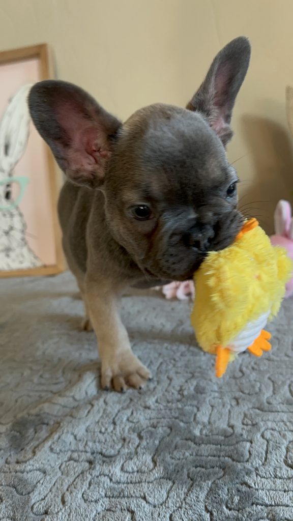 Hailey | Blue Sable French Bulldog Female | Available on Feb 23rd, 2025