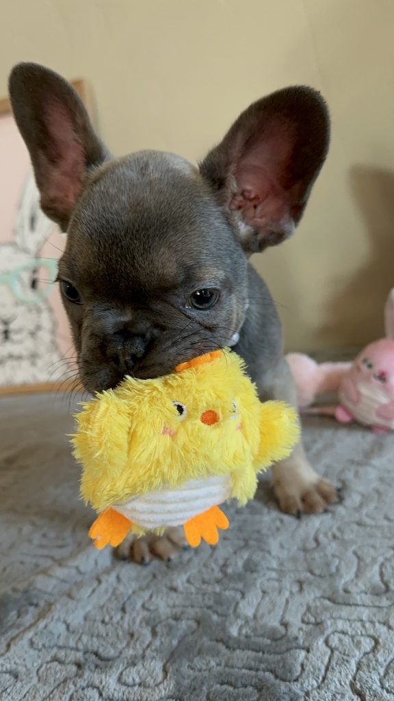 Hailey | Blue Sable French Bulldog Female | Available on Feb 23rd, 2025