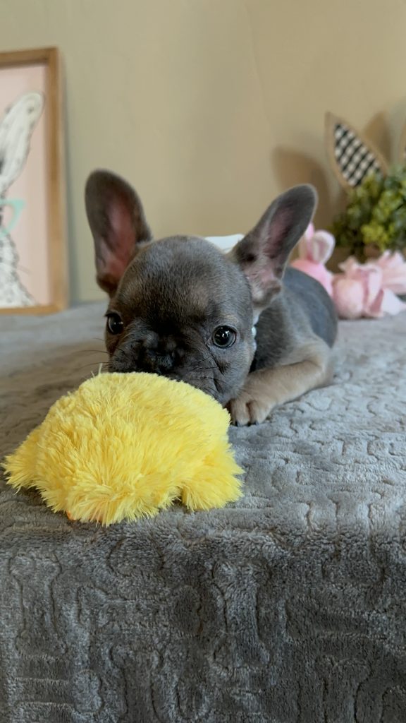 Hailey | Blue Sable French Bulldog Female | Available on Feb 23rd, 2025