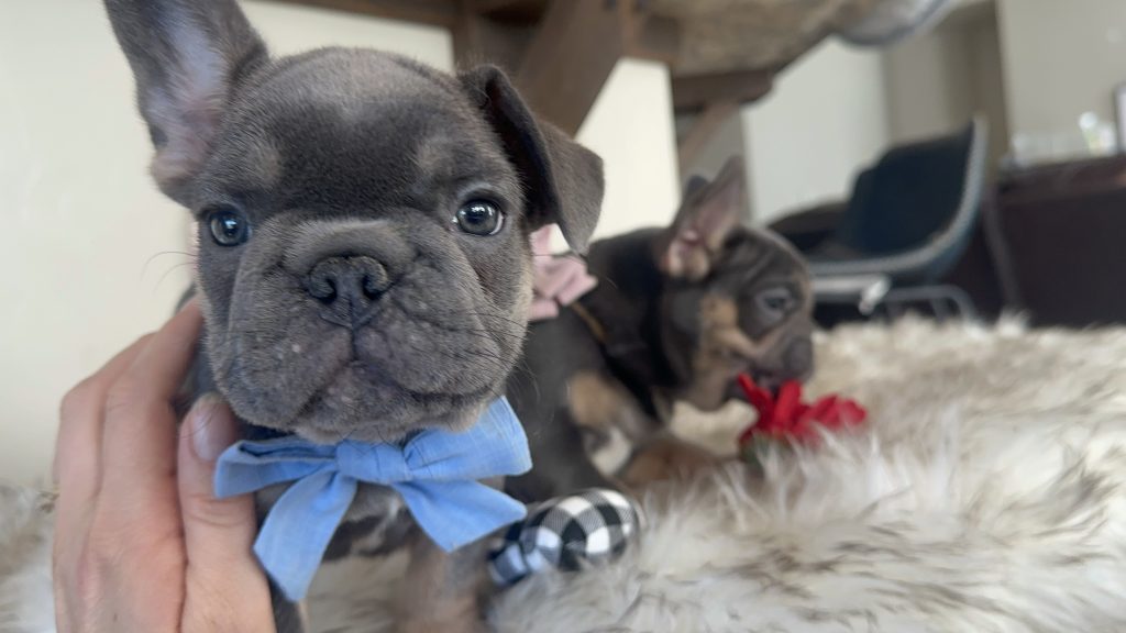 Ian | Blue & Tan French Bulldog Male | Available Now