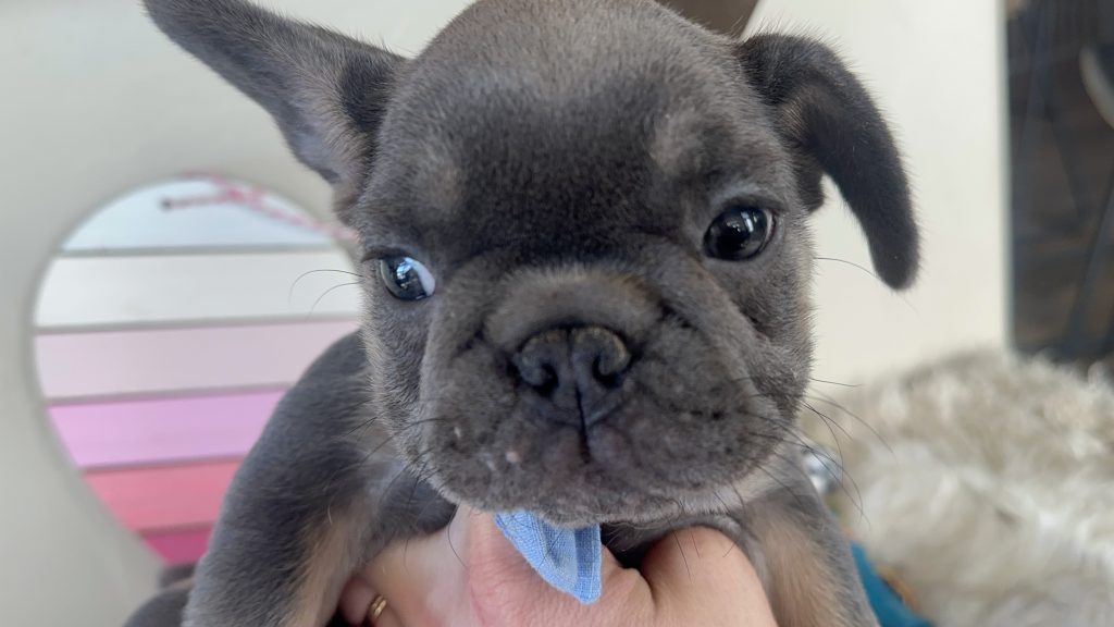 Ian | Blue & Tan French Bulldog Male | Available Now