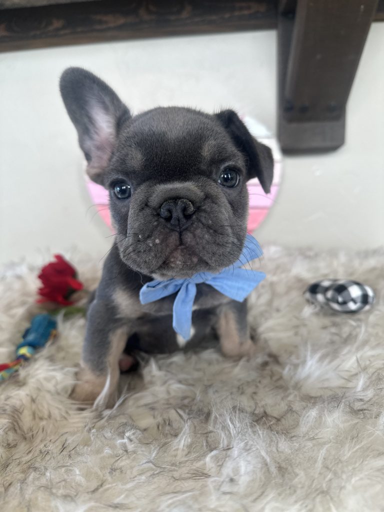 Ian | Blue & Tan French Bulldog Male | Available Now