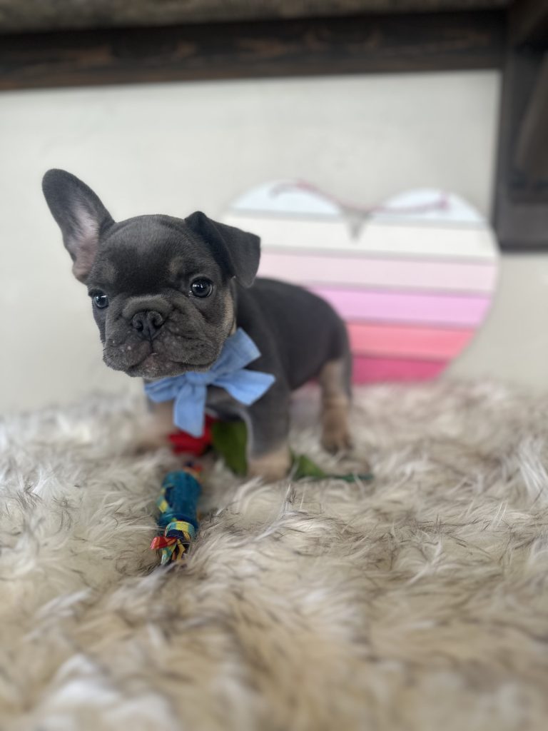 Ian | Blue & Tan French Bulldog Male | Available Now