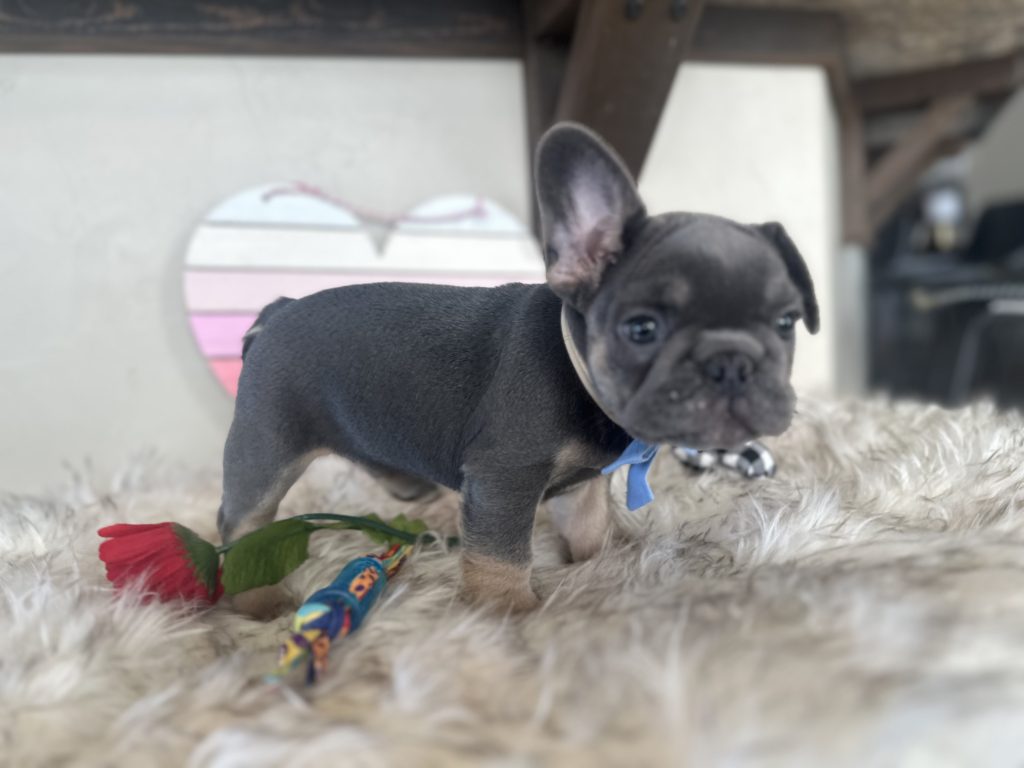 Ian | Blue & Tan French Bulldog Male | Available Now