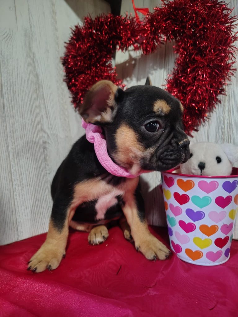 Jojo | Black & Tan French Bulldog Female | Available on March 5th, 2025