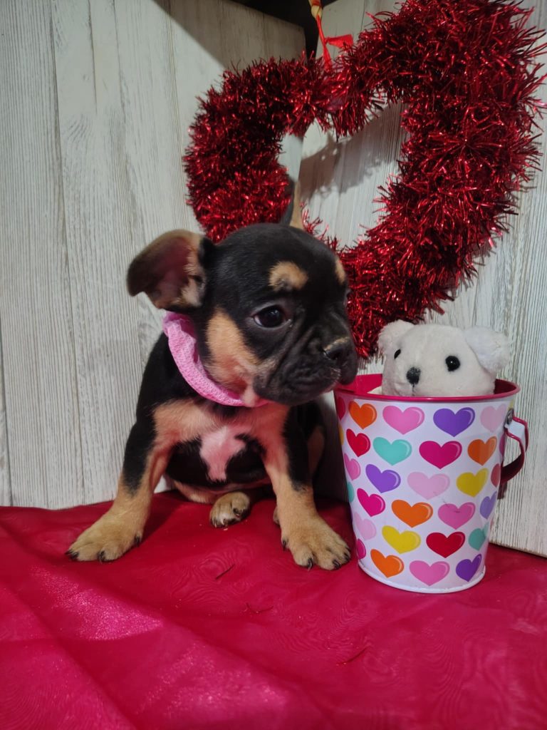 Jojo | Black & Tan French Bulldog Female | Available on March 5th, 2025