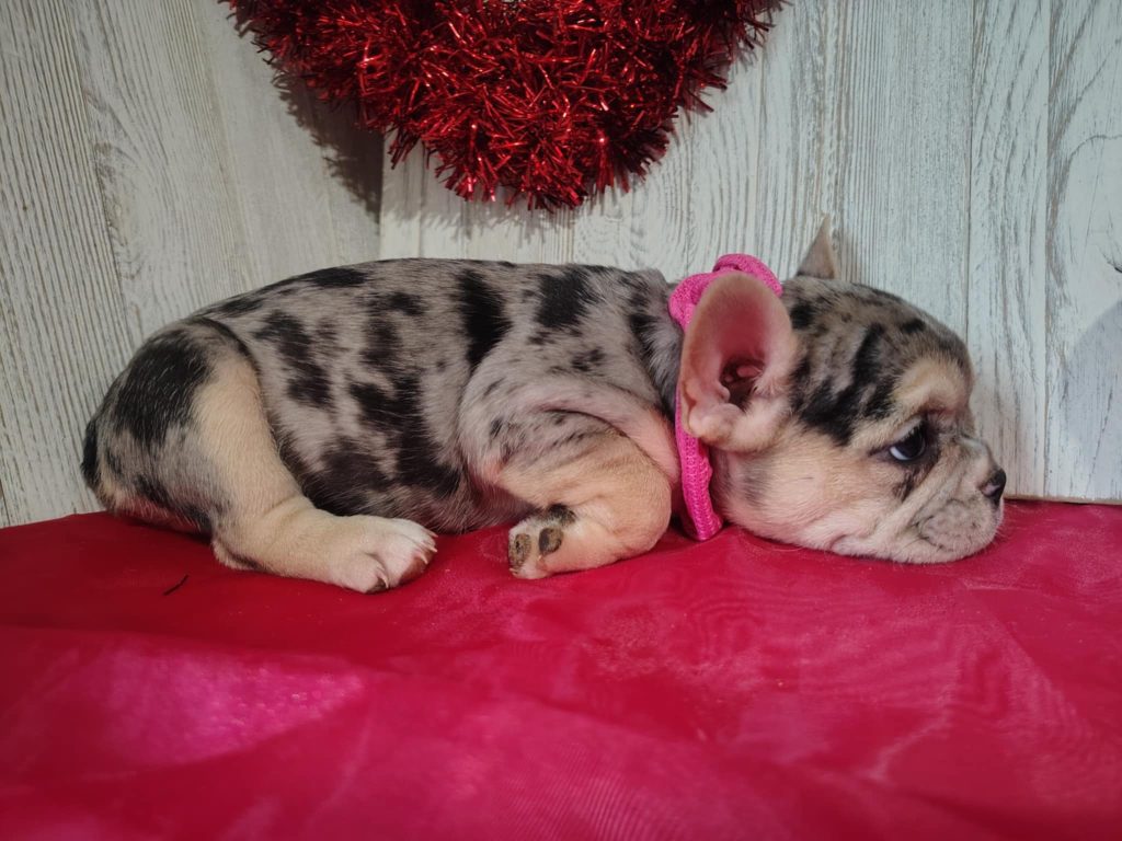 Jellybean | Blue Merle & Tan French Bulldog Female | Available on March 5th, 2025