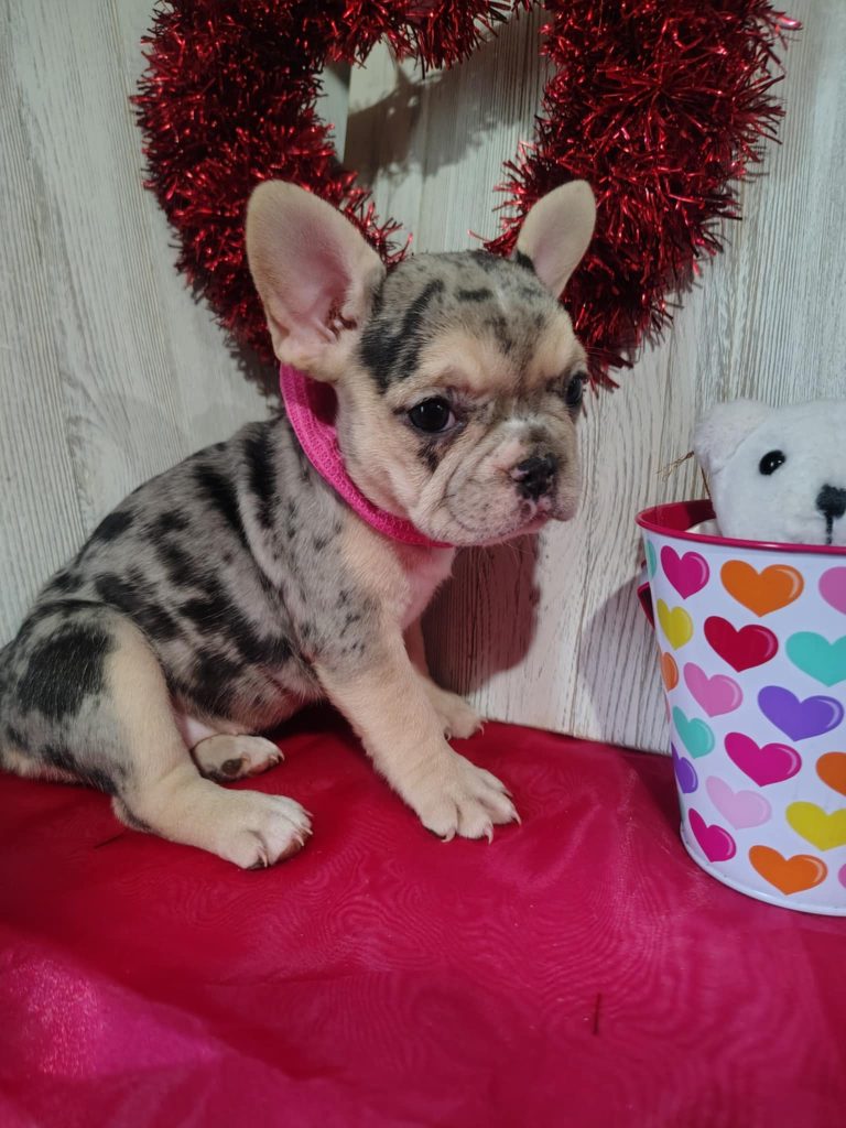 Jellybean | Blue Merle & Tan French Bulldog Female | Available on March 5th, 2025
