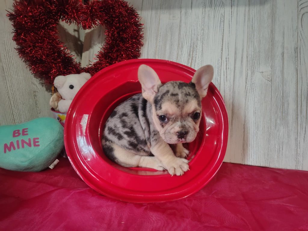 Jellybean | Blue Merle & Tan French Bulldog Female | Available on March 5th, 2025