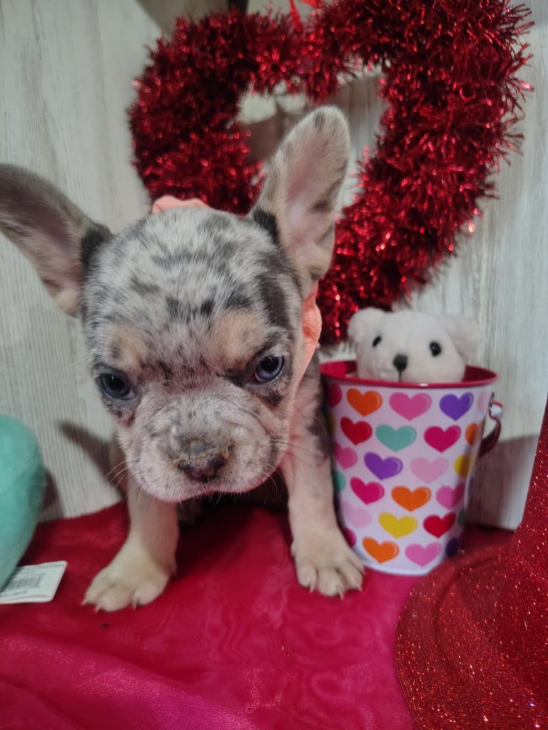 Jolly | Blue Merle & Tan French Bulldog Female | Available on March 5th, 2025