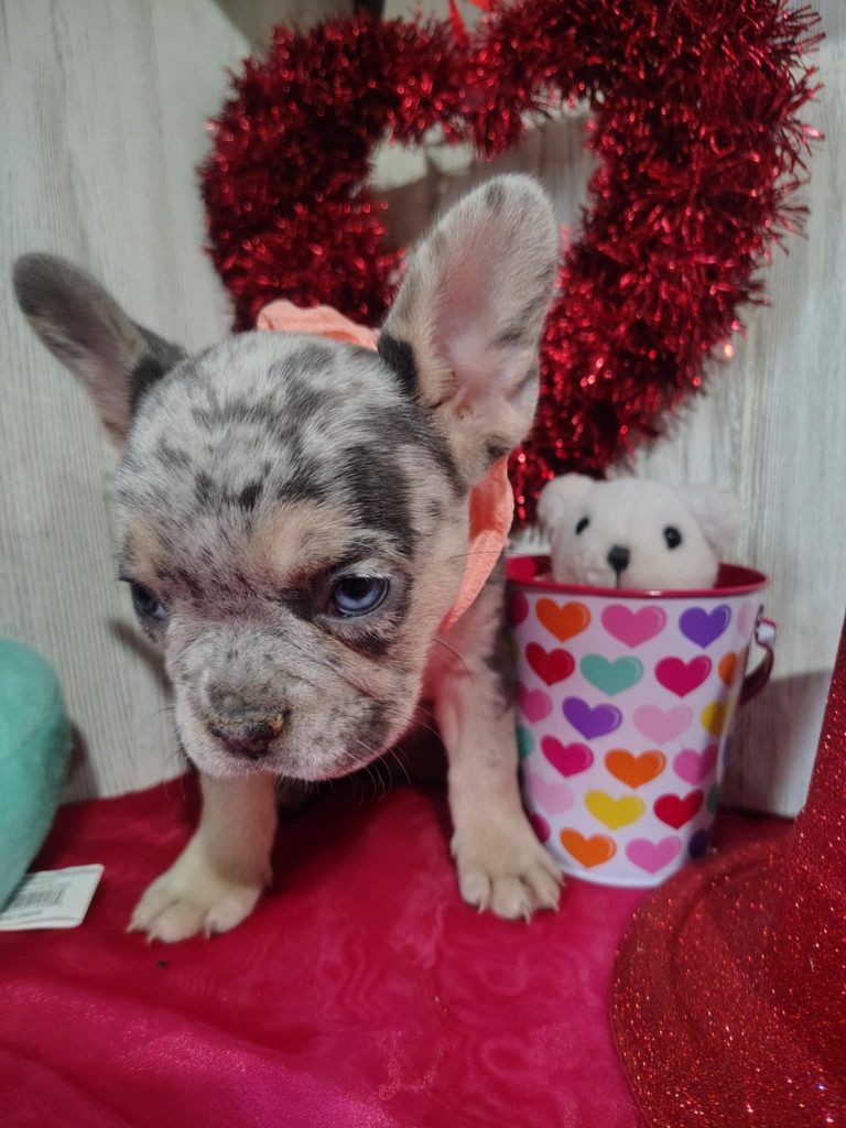 Jolly | Blue Merle & Tan French Bulldog Female | Available on March 5th, 2025