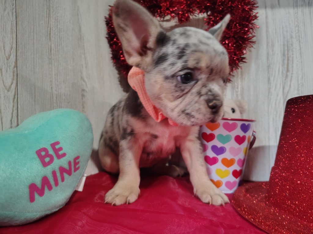 Jolly | Blue Merle & Tan French Bulldog Female | Available on March 5th, 2025