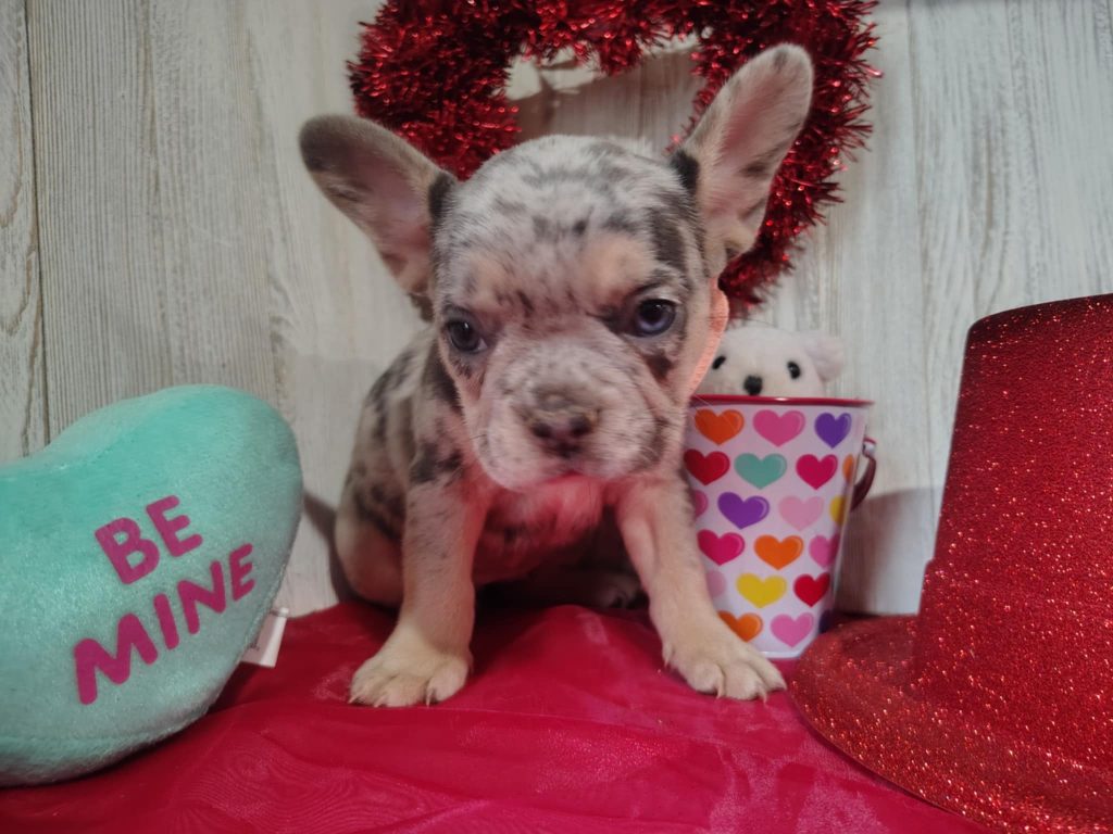 Jolly | Blue Merle & Tan French Bulldog Female | Available on March 5th, 2025