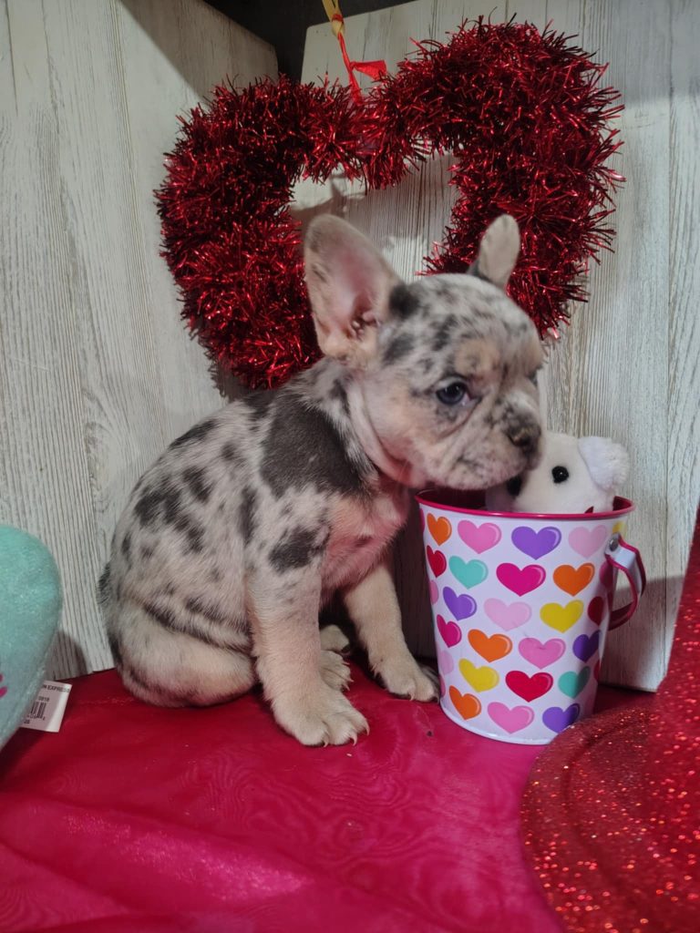 Jolly | Blue Merle & Tan French Bulldog Female | Available on March 5th, 2025