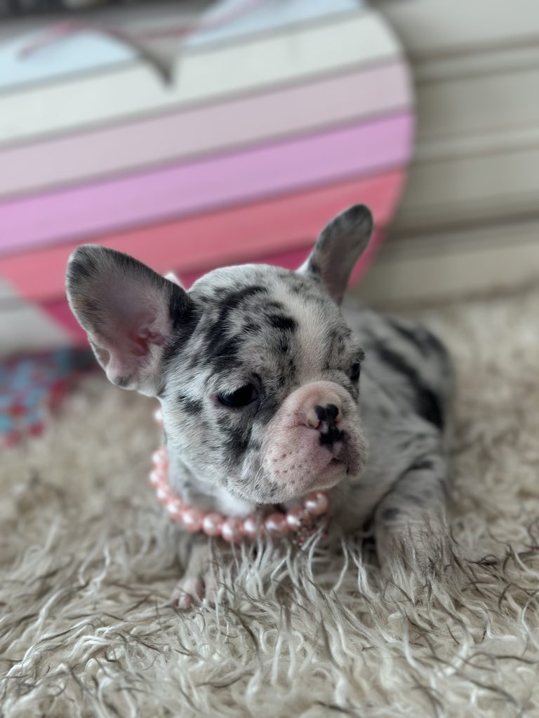 Lexi | Blue Merle & Tan French Bulldog Female | Available on March 1st