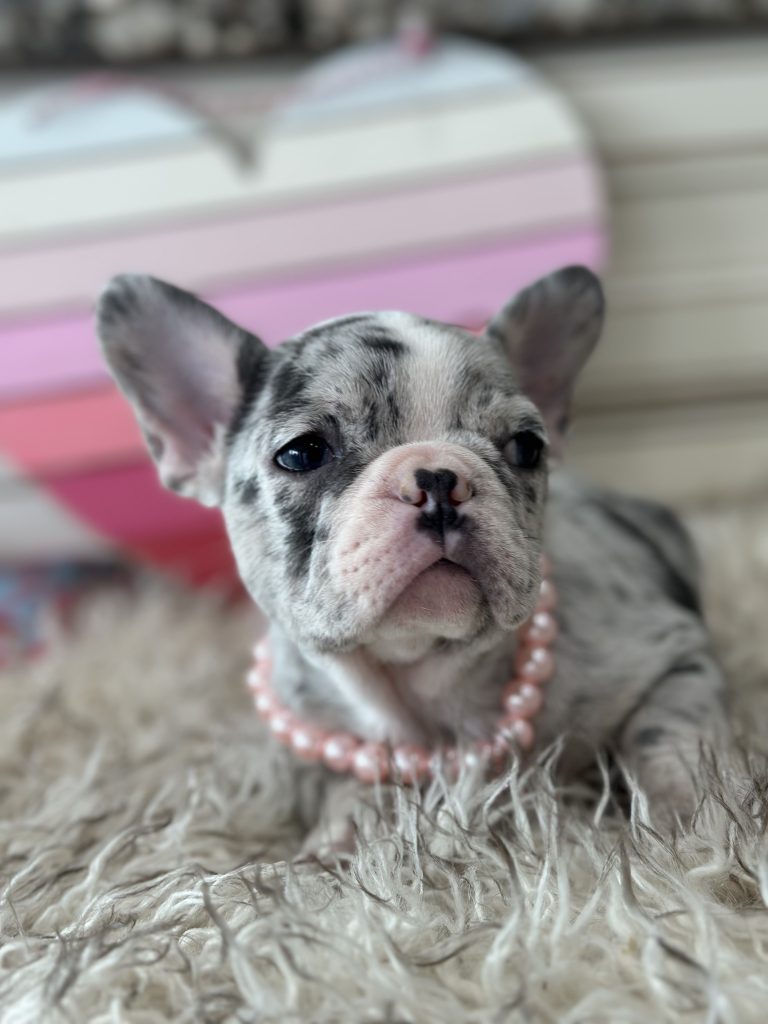 Lexi | Blue Merle & Tan French Bulldog Female | Available on March 1st