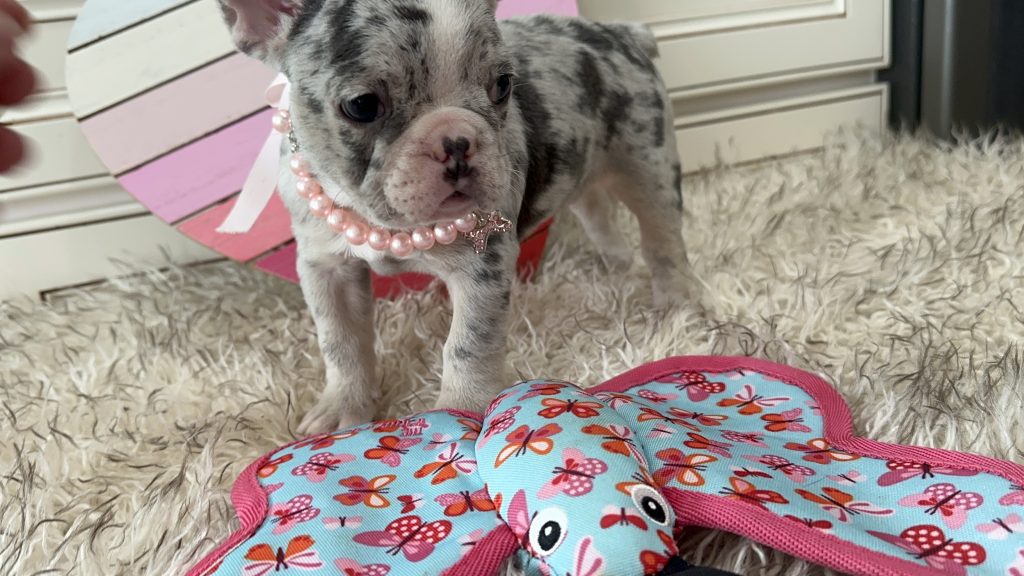 Lexi | Blue Merle & Tan French Bulldog Female | Available on March 1st