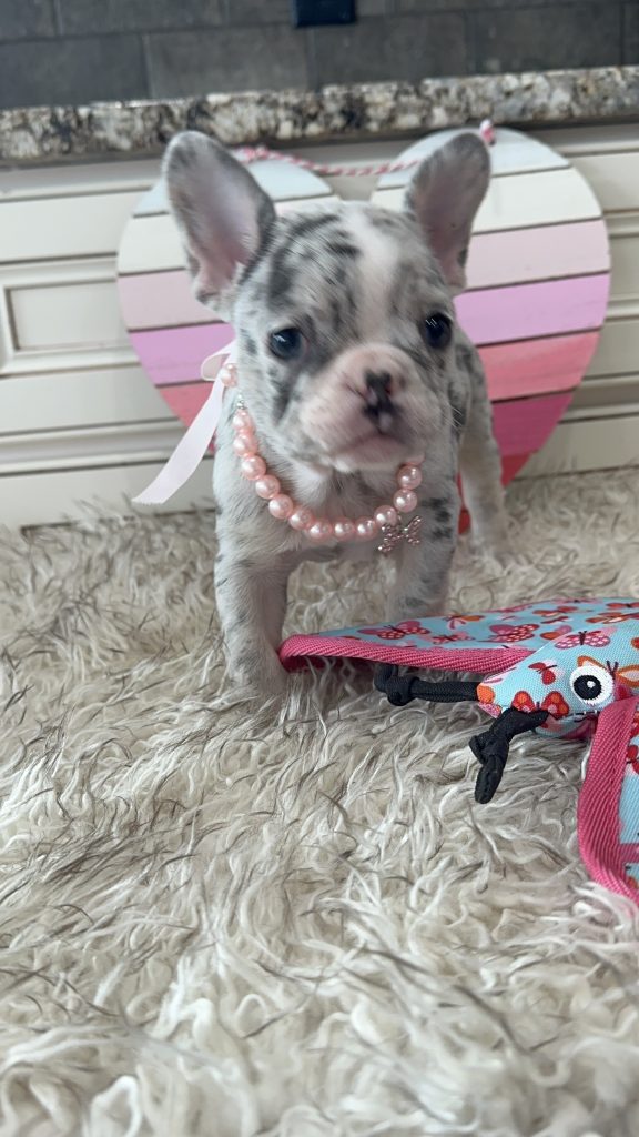 Lexi | Blue Merle & Tan French Bulldog Female | Available on March 1st