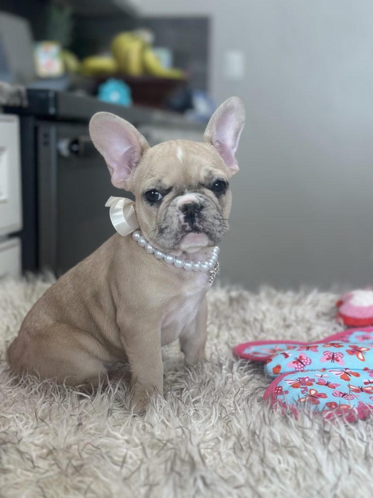 Luna | Fawn Merle French Bulldog Female | Available on March 1st