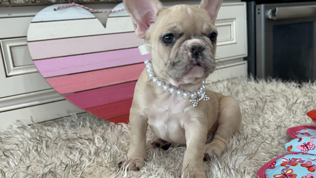 Luna | Fawn Merle French Bulldog Female | Available on March 1st
