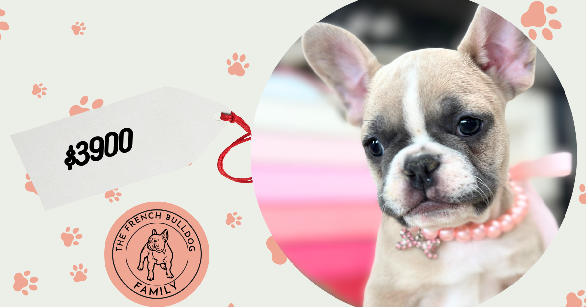 Lola | Blue Fawn Merle French Bulldog Female | Available on March 1st